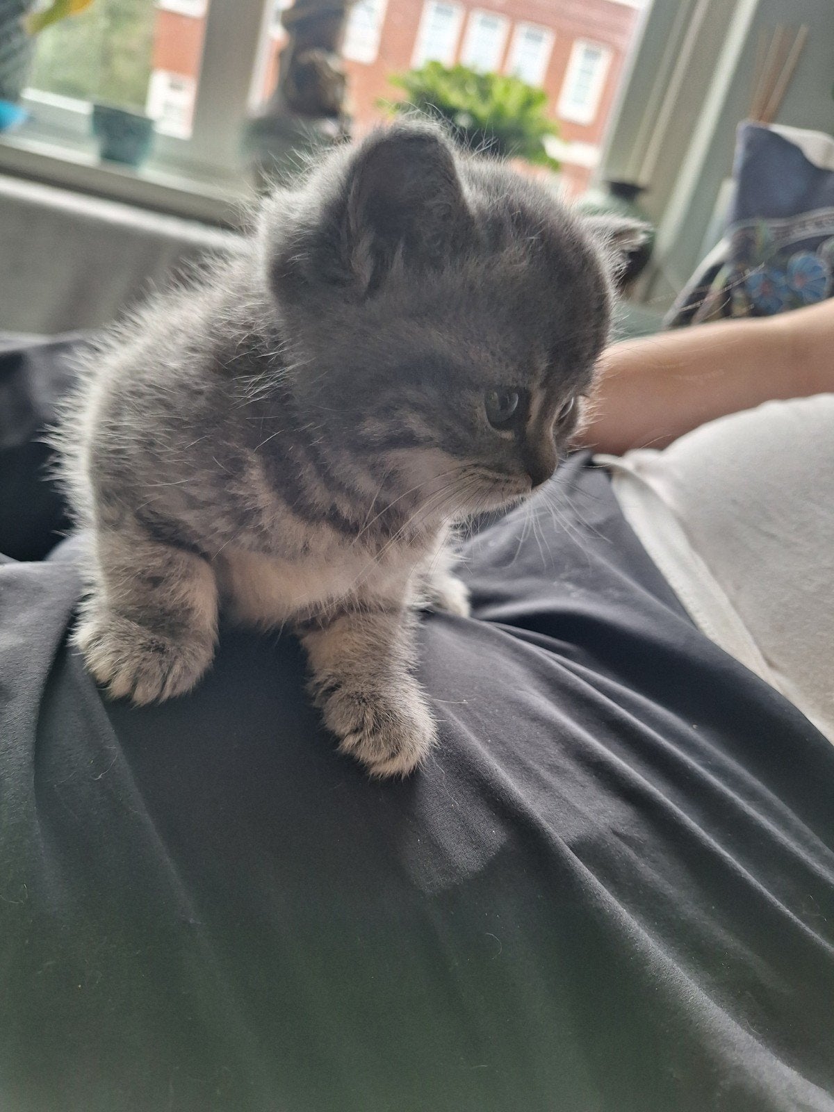 Één mooi lief brits kitten op zoek naar een forever home, Dieren en Toebehoren, Katten en Kittens | Raskatten | Langhaar, Geslacht onbekend