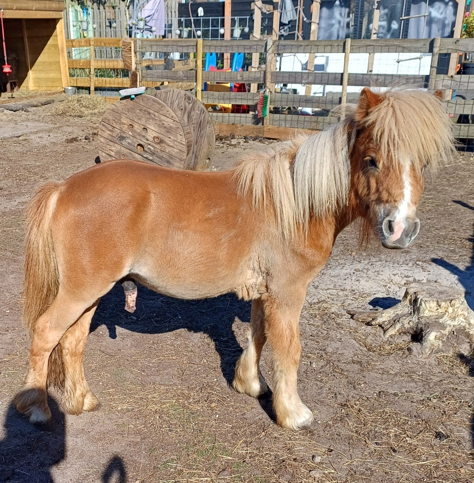 Hengst shetlander jaarling, Dieren en Toebehoren, Pony's, Niet van toepassing, Hengst, A pony (tot 1.17m), Gechipt