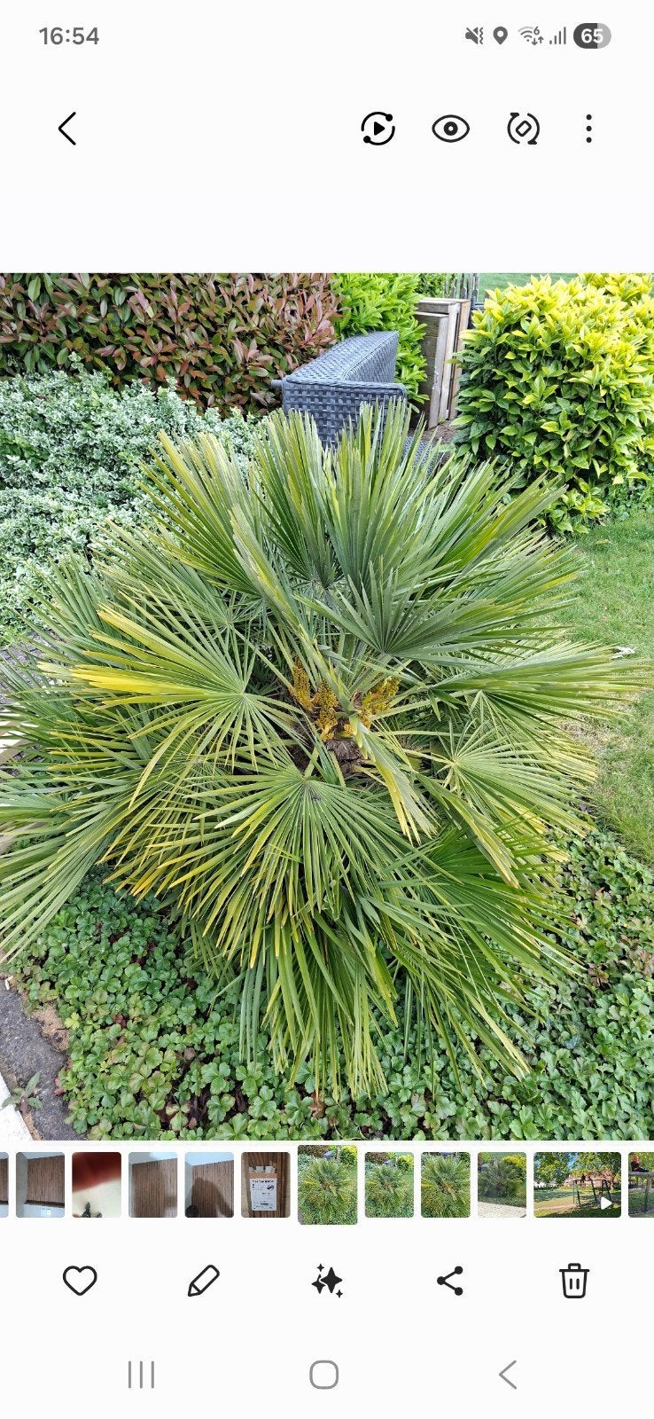 Europese dwergpalm winterhard, Ophalen, Overige soorten, Volle zon