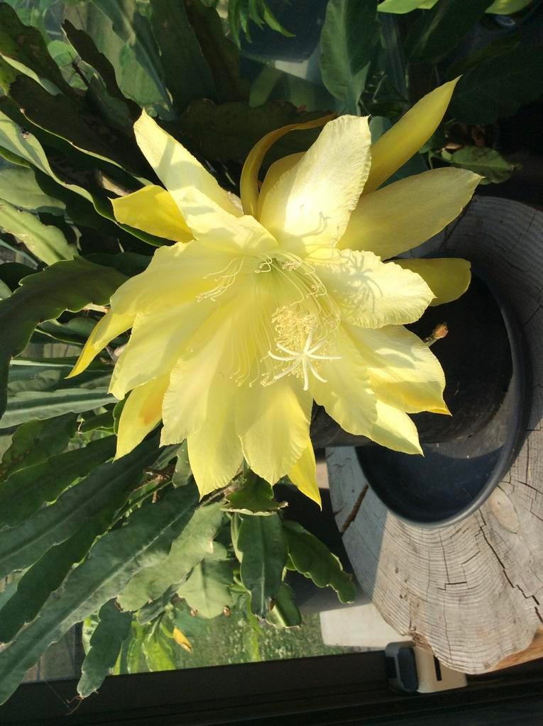 Cactus epiphyllum, Ophalen, Overige soorten, Volle zon