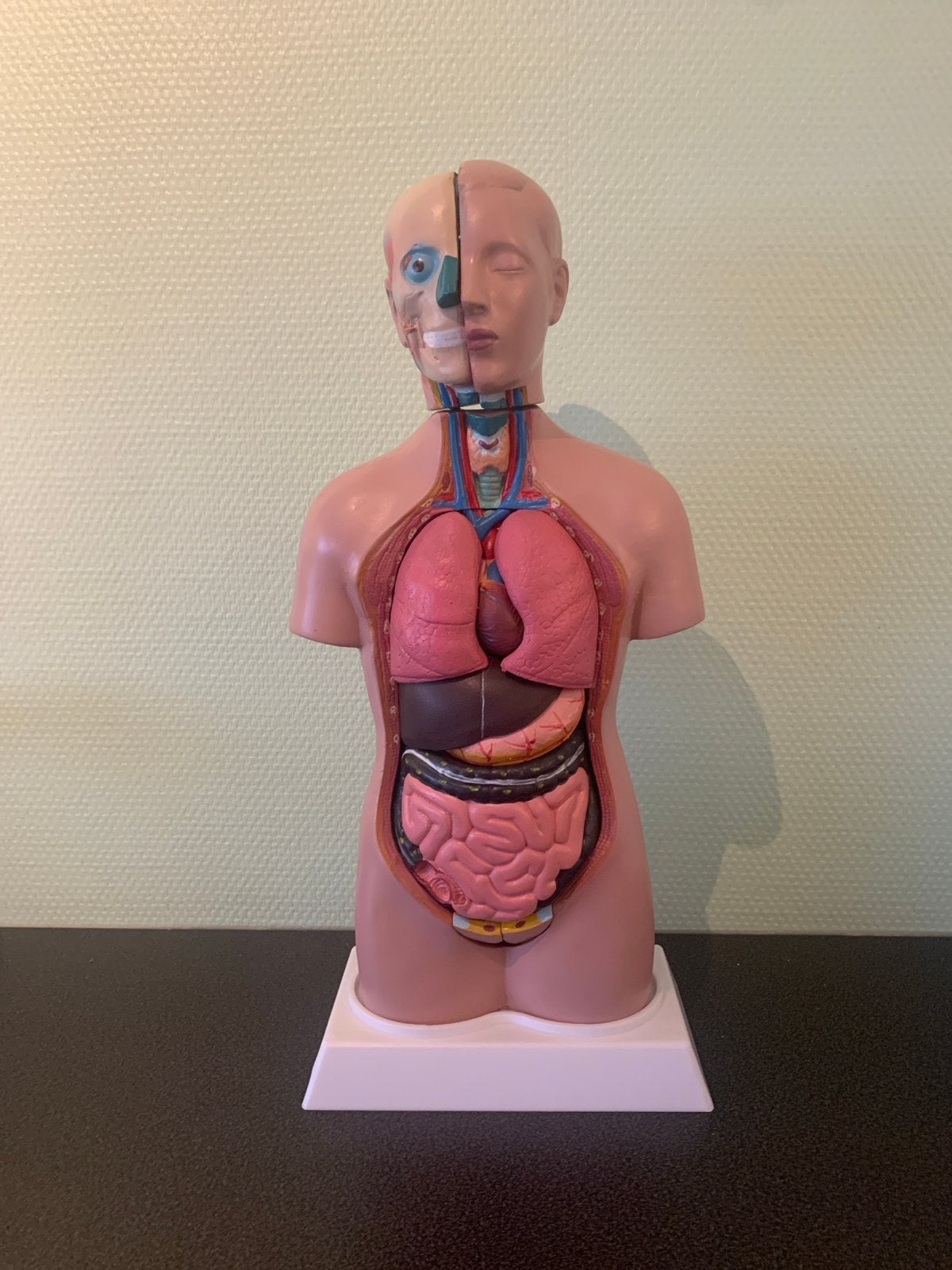 Anatomisch model menselijk torso - 50 cm hoog, Gebruikt, Overige typen, Meerkleurig, Ophalen of Verzenden