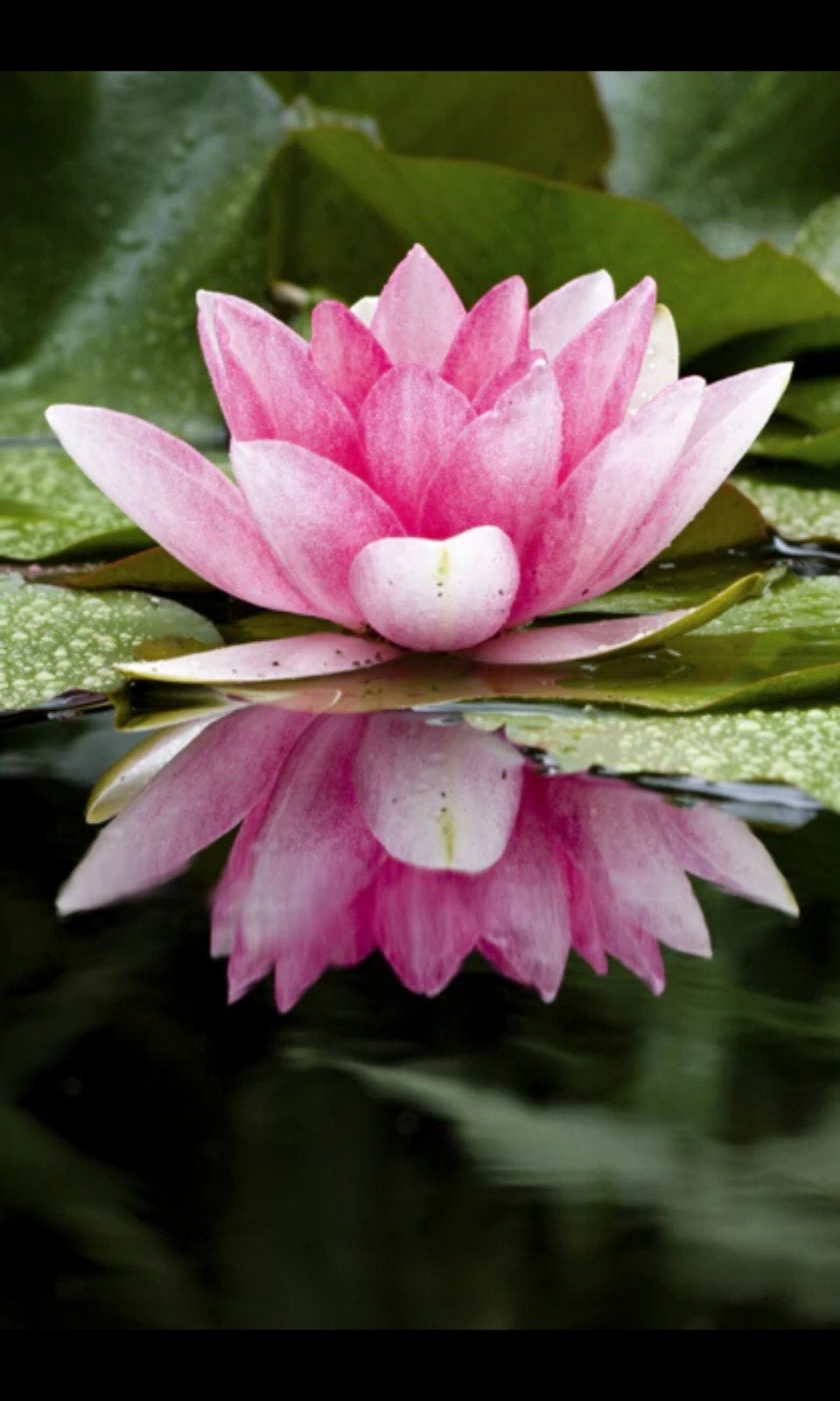 Vijverplanten gezocht, Tuin en Terras, Ophalen