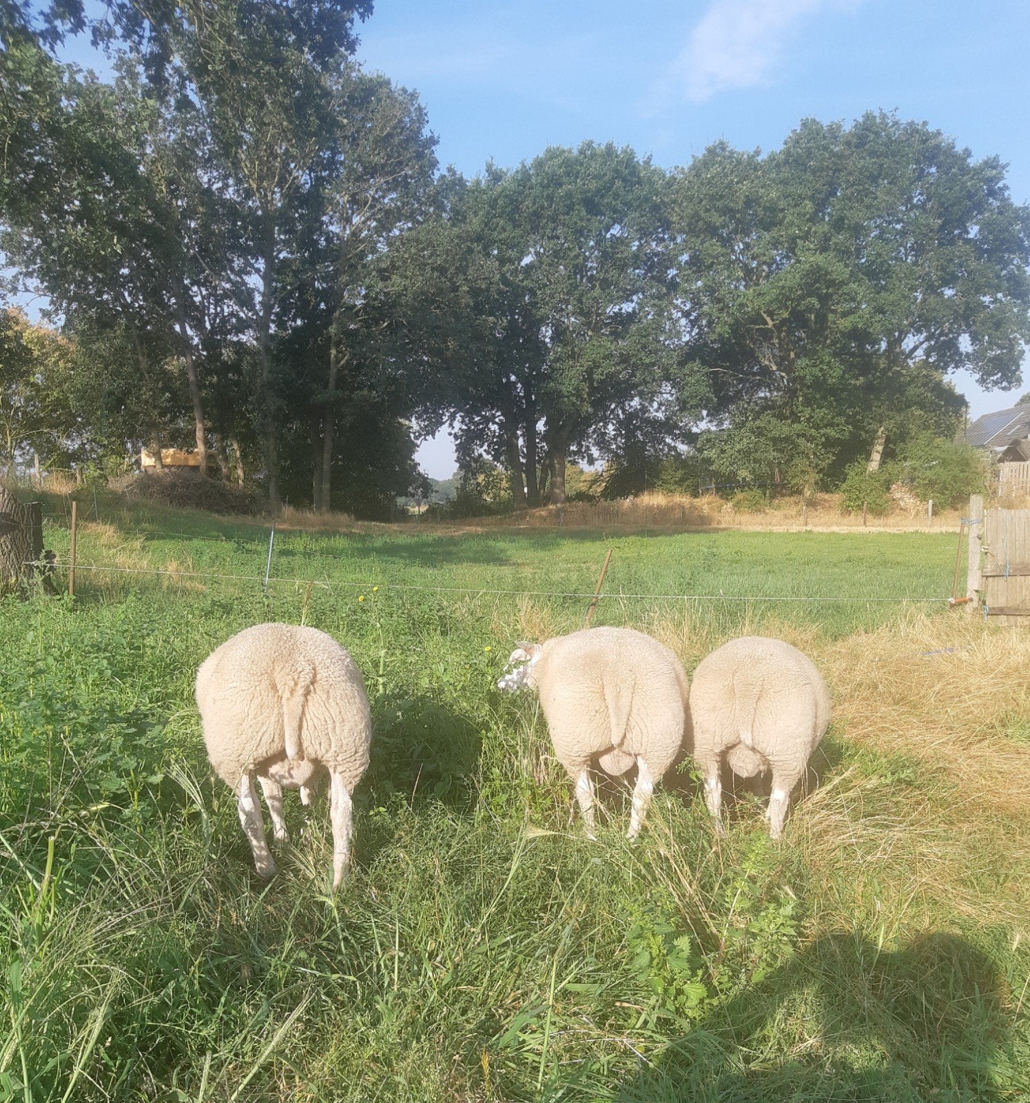 3 luxe Texelaar dekrammen, Dieren en Toebehoren, Mannelijk, Schaap, 0 tot 2 jaar