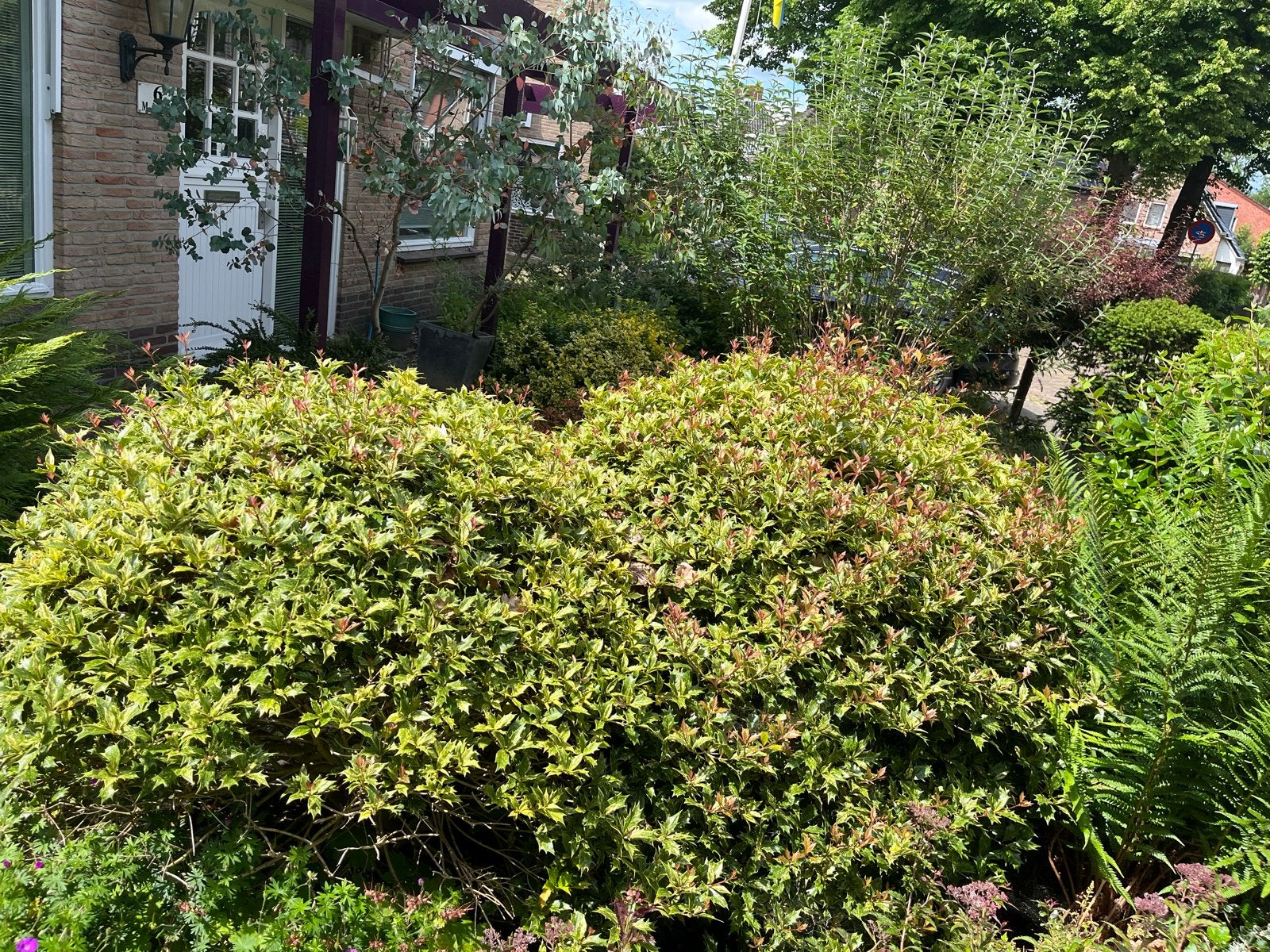 Diverse Tuinplanten en Struiken - Verschillende Soorten, Vaste plant, Halfschaduw, Zomer, Ophalen