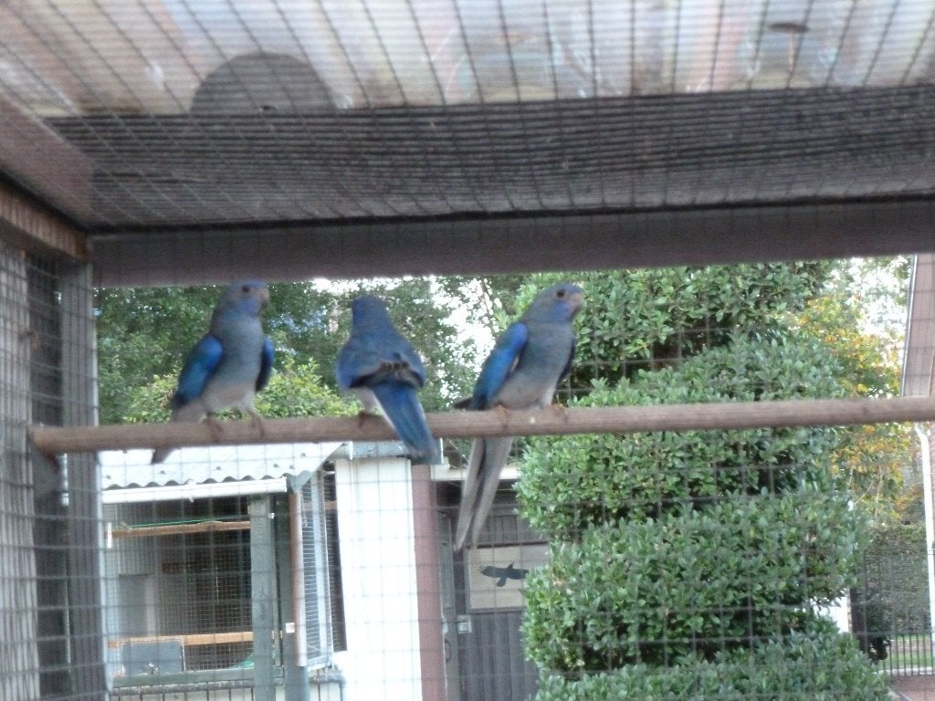 blauw witborst splendids, Dieren en Toebehoren, Meerdere dieren, Parkiet