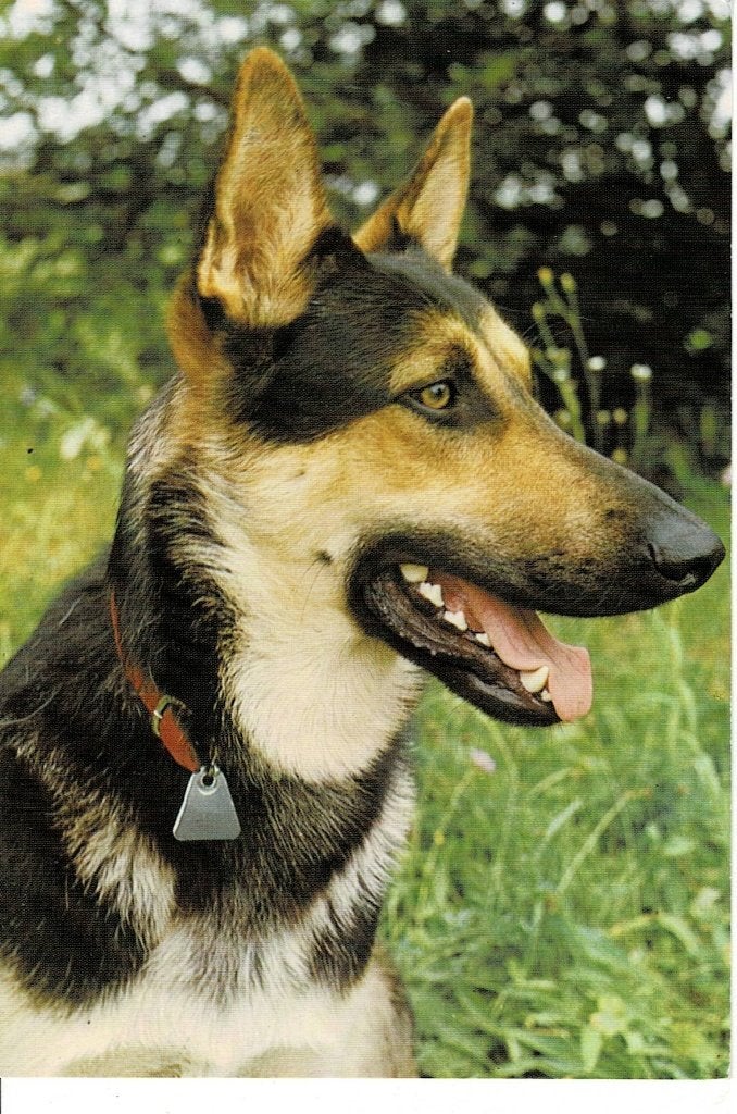 Oude ansichtkaart van een Duitse herder, Verzenden, 1980 tot heden, Gelopen, Hond of Kat