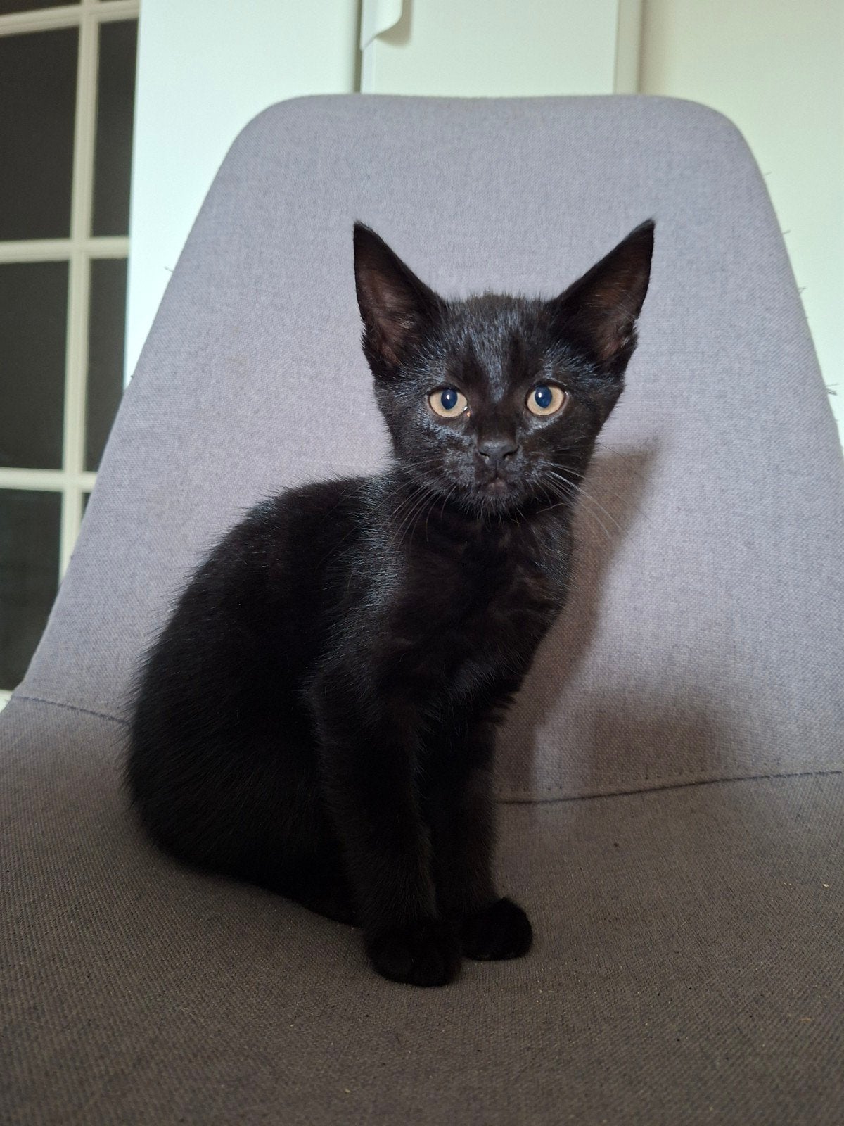 Zwarte kitten kater te koop, Dieren en Toebehoren, Katten en Kittens | Overige Katten, Kortharig, Kater, 0 tot 2 jaar