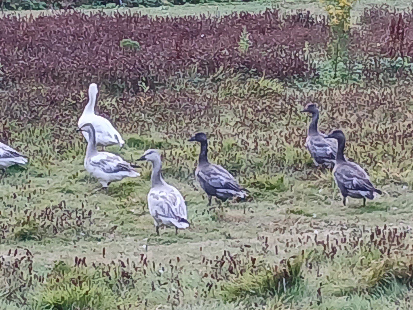 Blauwe en witte sneeuwganzen, Meerdere dieren, Eend