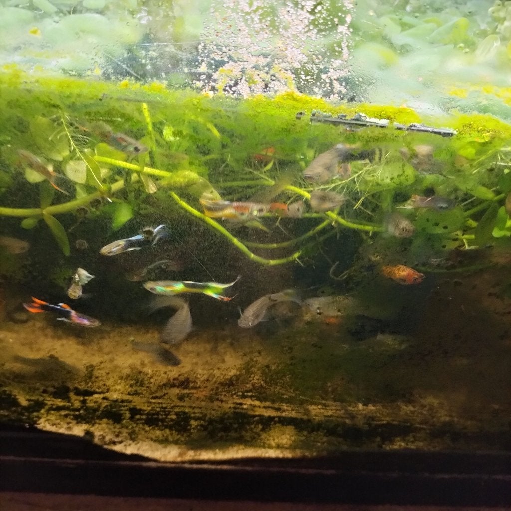 Jonge en baby endler guppy, Vis, Zoetwatervis, Schoolvis