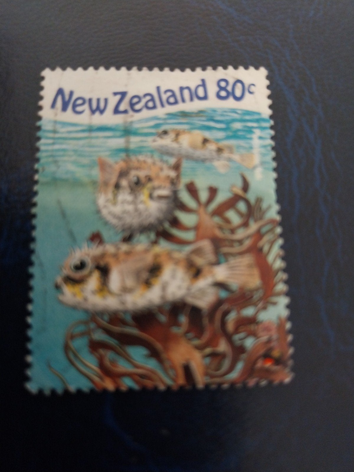 NZ sealife, Ophalen of Verzenden