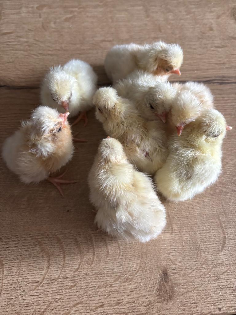 Padua kuikens  hennen, Dieren en Toebehoren, Pluimvee, Vrouwelijk, Kip