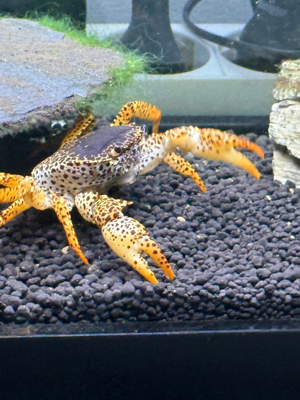 Panterkrab, Kreeft, Krab of Garnaal, Zoetwatervis