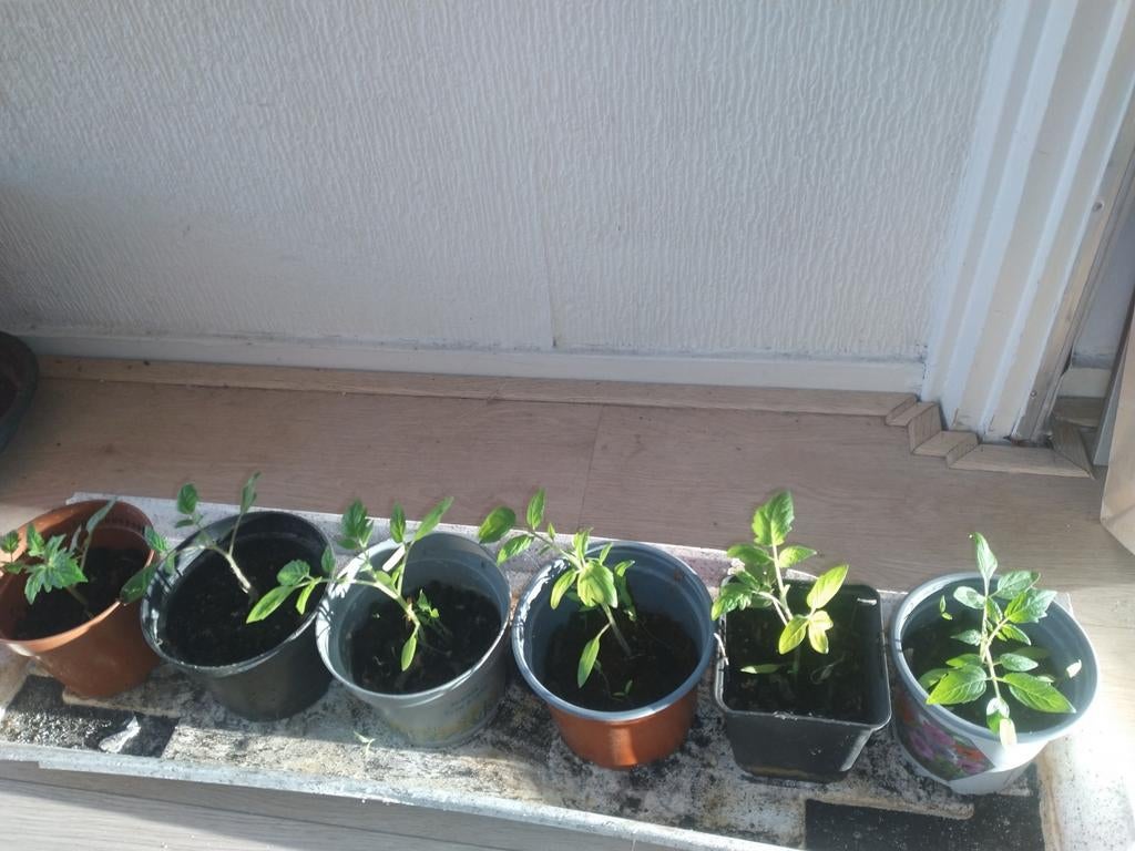 Snoeptomaten  plantjes, Ophalen, Eenjarig, Groenteplanten, Volle zon