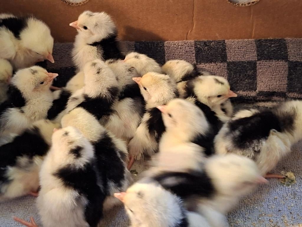 broedeieren van bonte leghorn, Dieren en Toebehoren, Geslacht onbekend, Kip