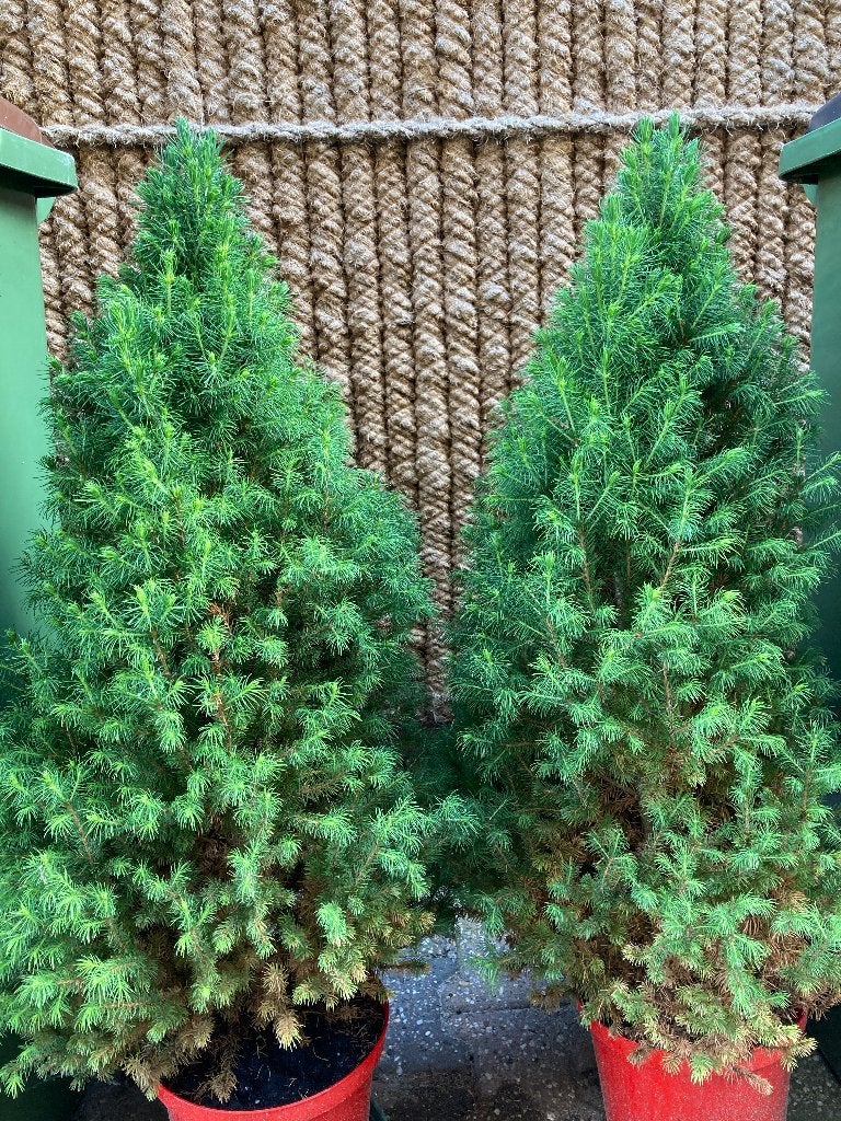 2 Dennetjes, Ophalen, Vaste plant, Overige soorten, Halfschaduw