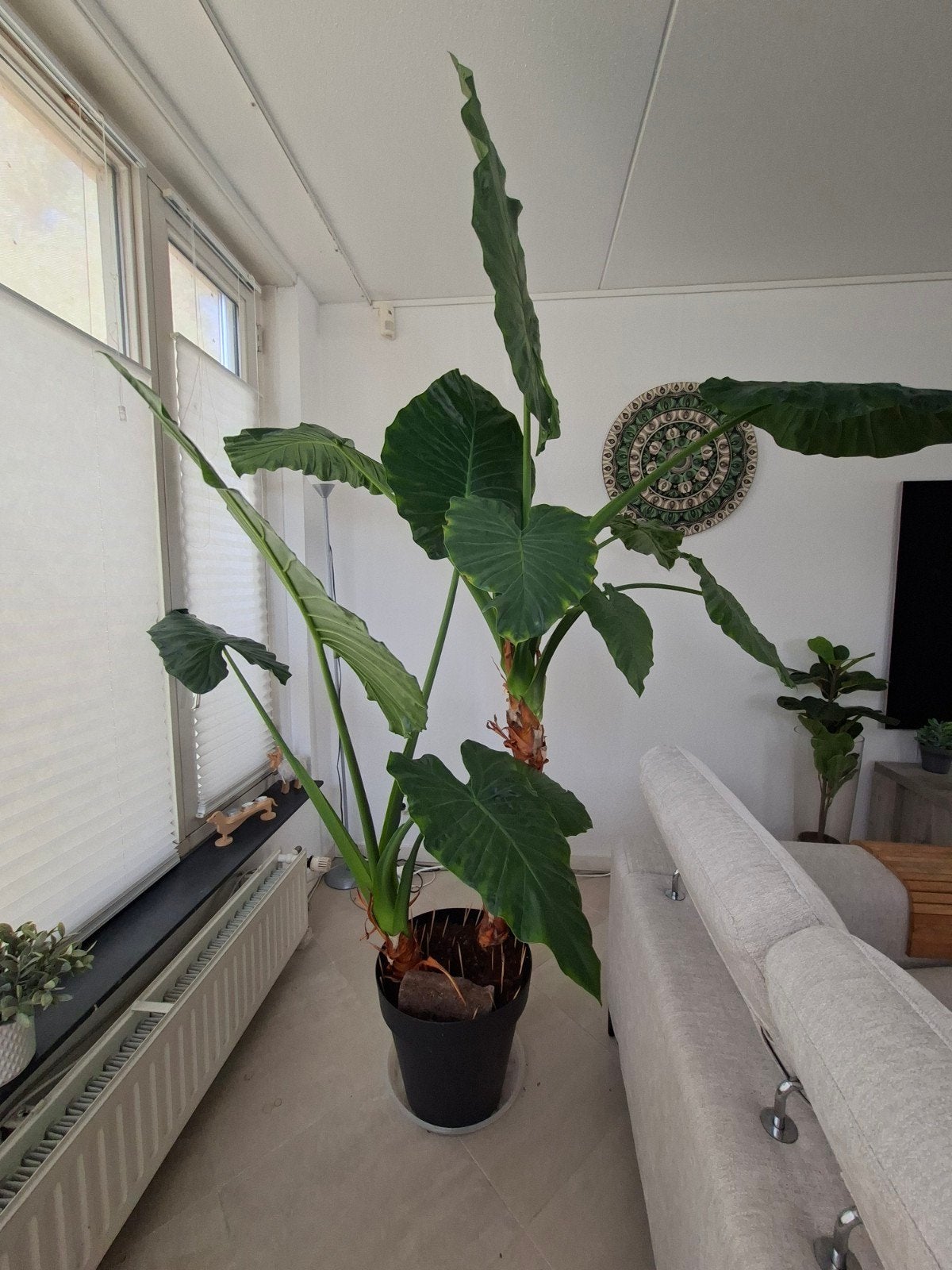 Kamerplant Olifantsoor (Alocasia 'California), Ophalen, Halfschaduw