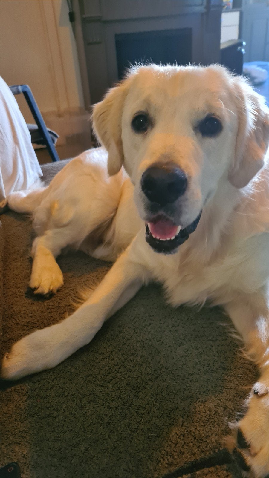 Golden retriever, Dieren en Toebehoren, Honden | Retrievers, Spaniëls en Waterhonden, Golden retriever, 15 weken tot 1 jaar, Reu