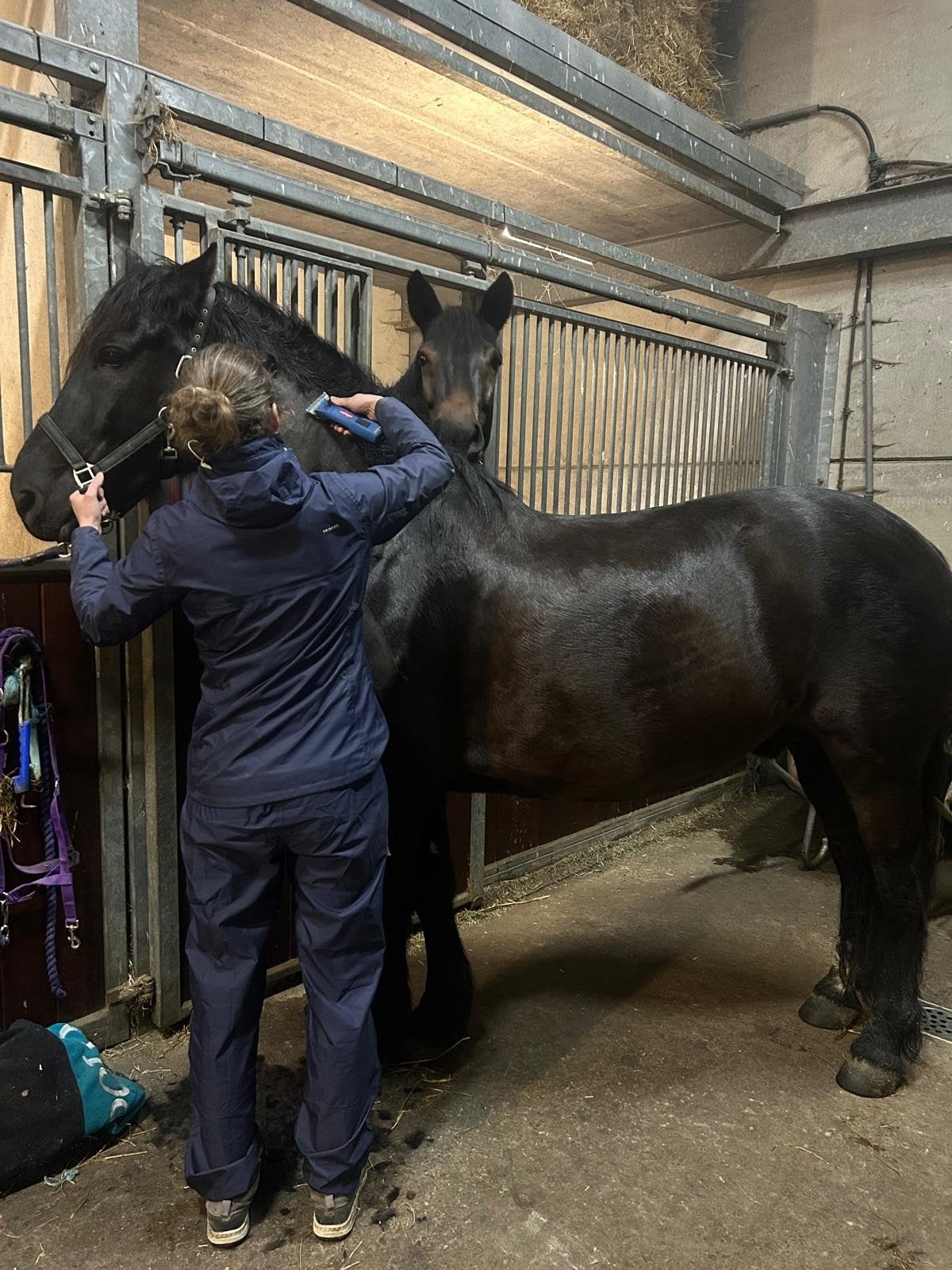 Paarden/pony's scheren, Verzorging of Verzorgpony's