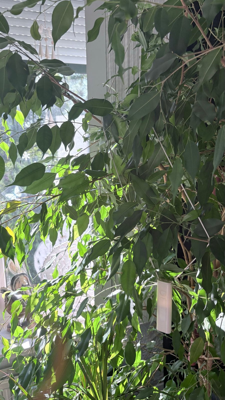 Grote Ficus Benjamina - Prachtige Kamerplant, Ophalen, Ficus, 200 cm of meer, Halfschaduw