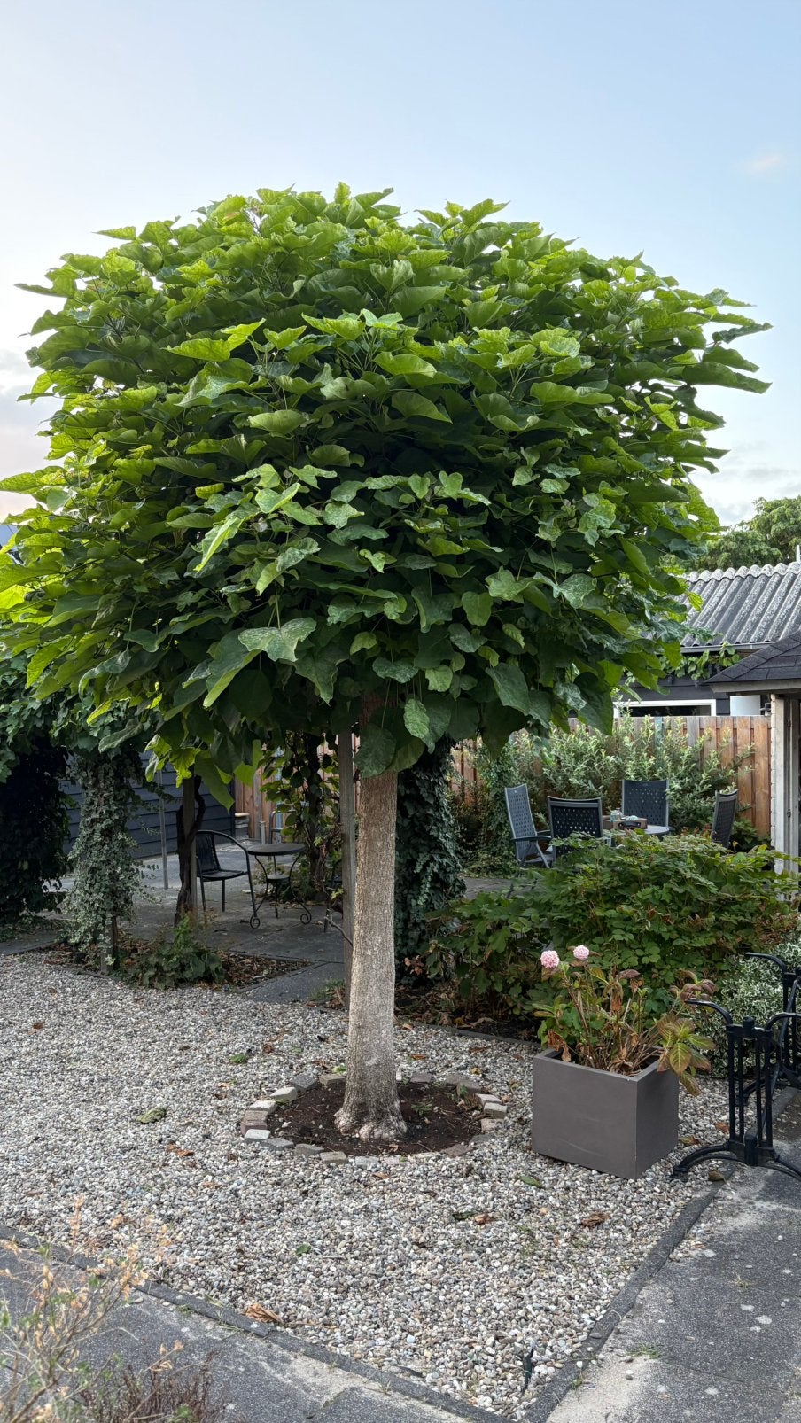 Catalpa, Tuin en Terras, Ophalen, Volle zon, Overige soorten