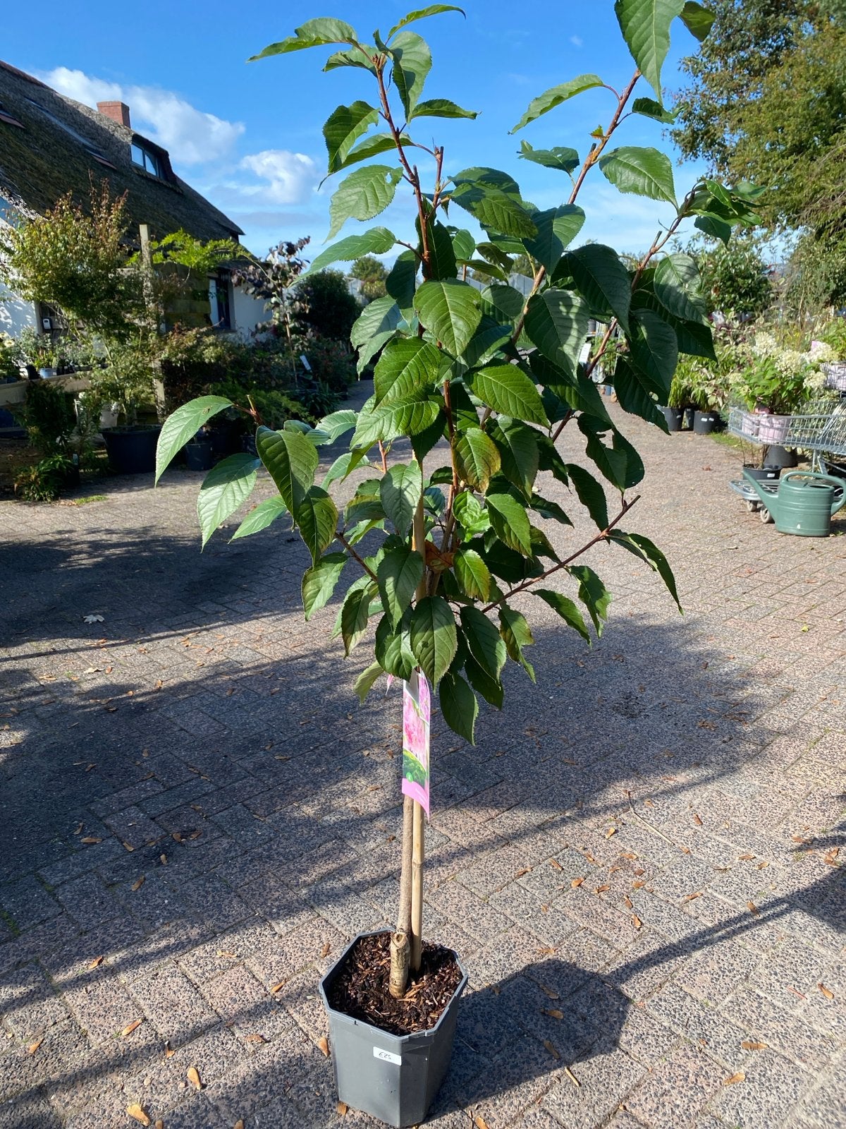 Sierkers 'Kanzan' (Prunus serrulata 'Kanzan') in pot, Overige soorten, Lente, 100 tot 250 cm, Ophalen