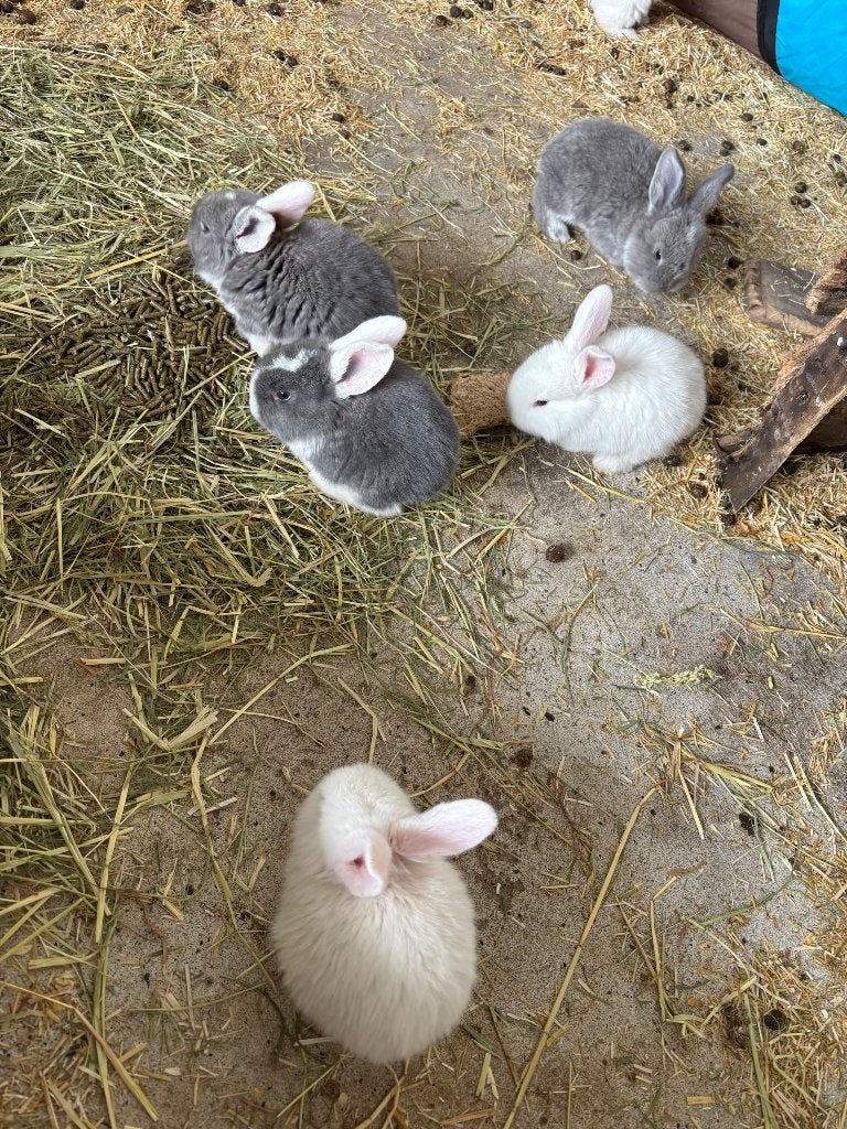 Franse hangoor, Vrouwelijk, Groot, Hangoor