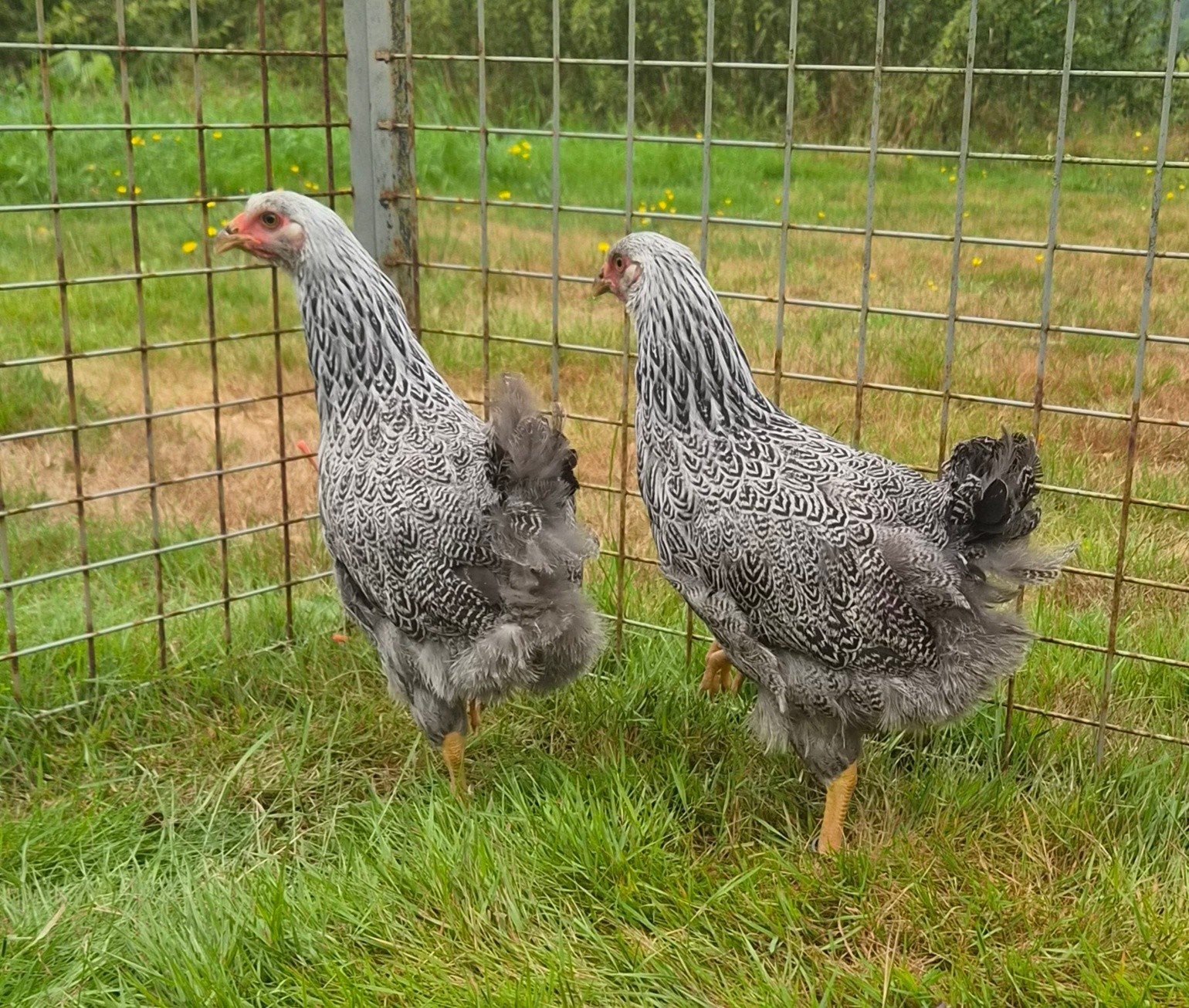 Wyandotte groot meerzomig zilverpatrijs, Meerdere dieren, Kip