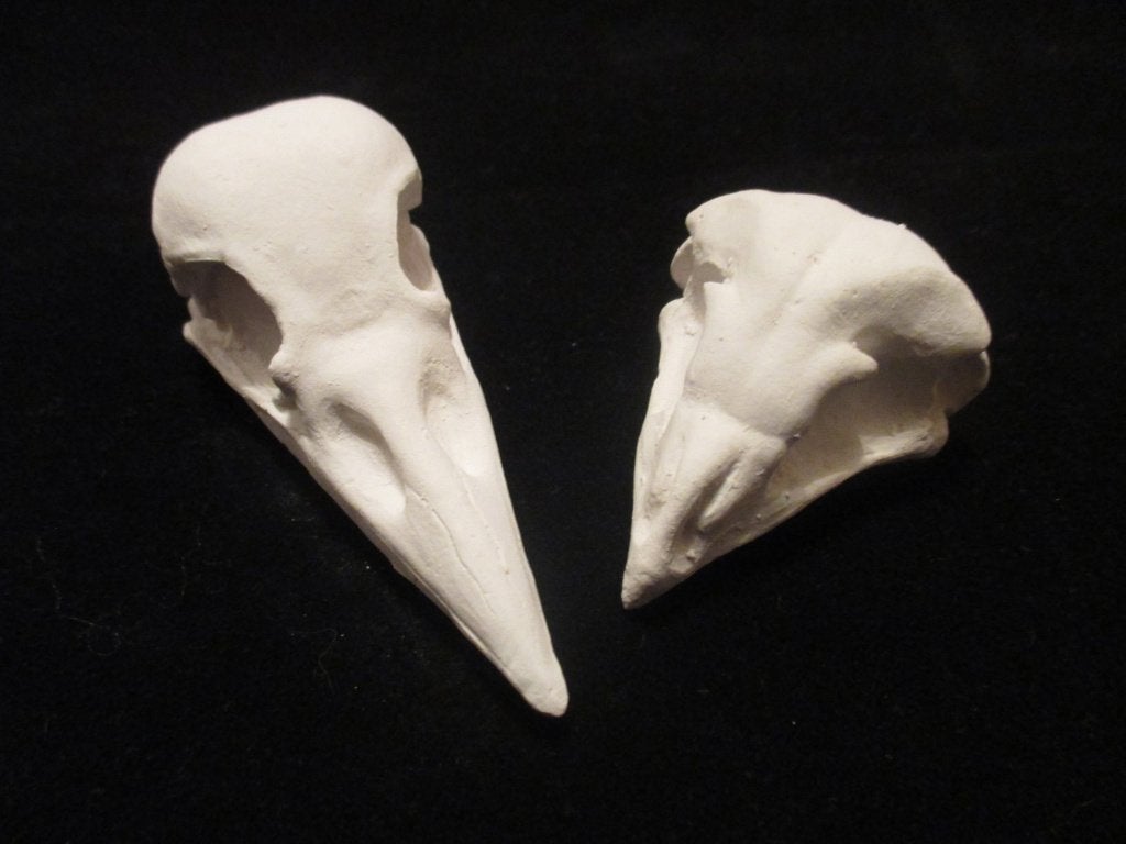 gipsen Vogel Schedel Kraai, Uil, beschilderbaar blanco gips, Ophalen of Verzenden, Nieuw