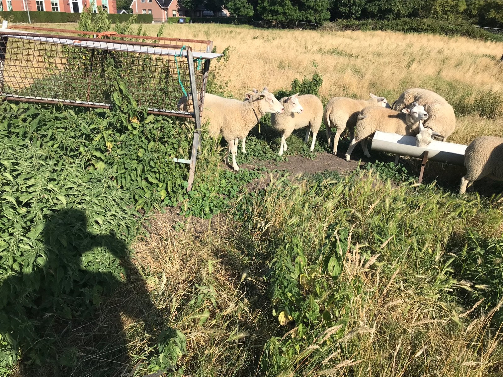 Te Koop 4 x schaap en 6 x lam, Vrouwelijk, Schaap, 0 tot 2 jaar