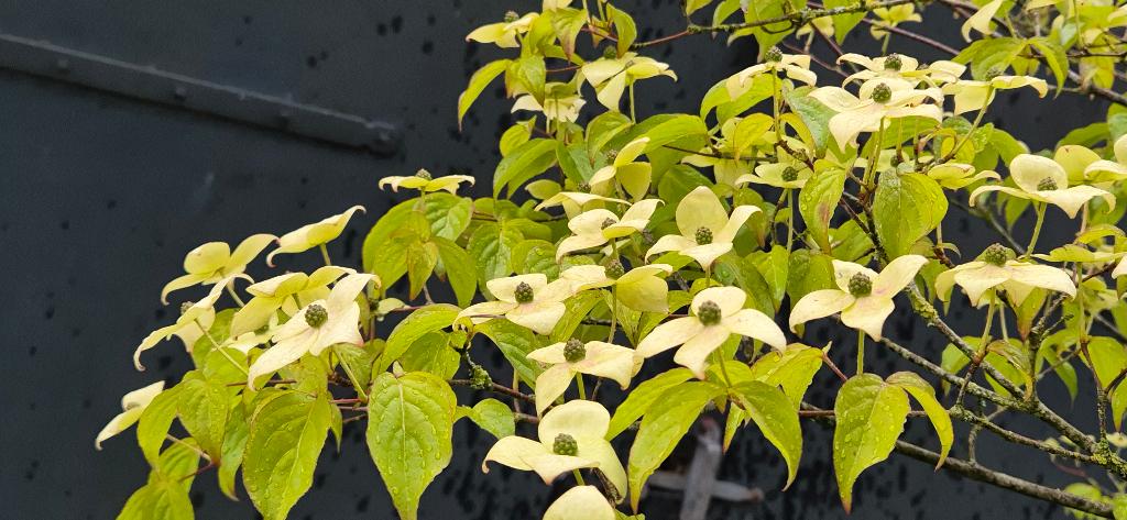 Cornus kousa, Overige soorten, Lente, 100 tot 250 cm, Ophalen