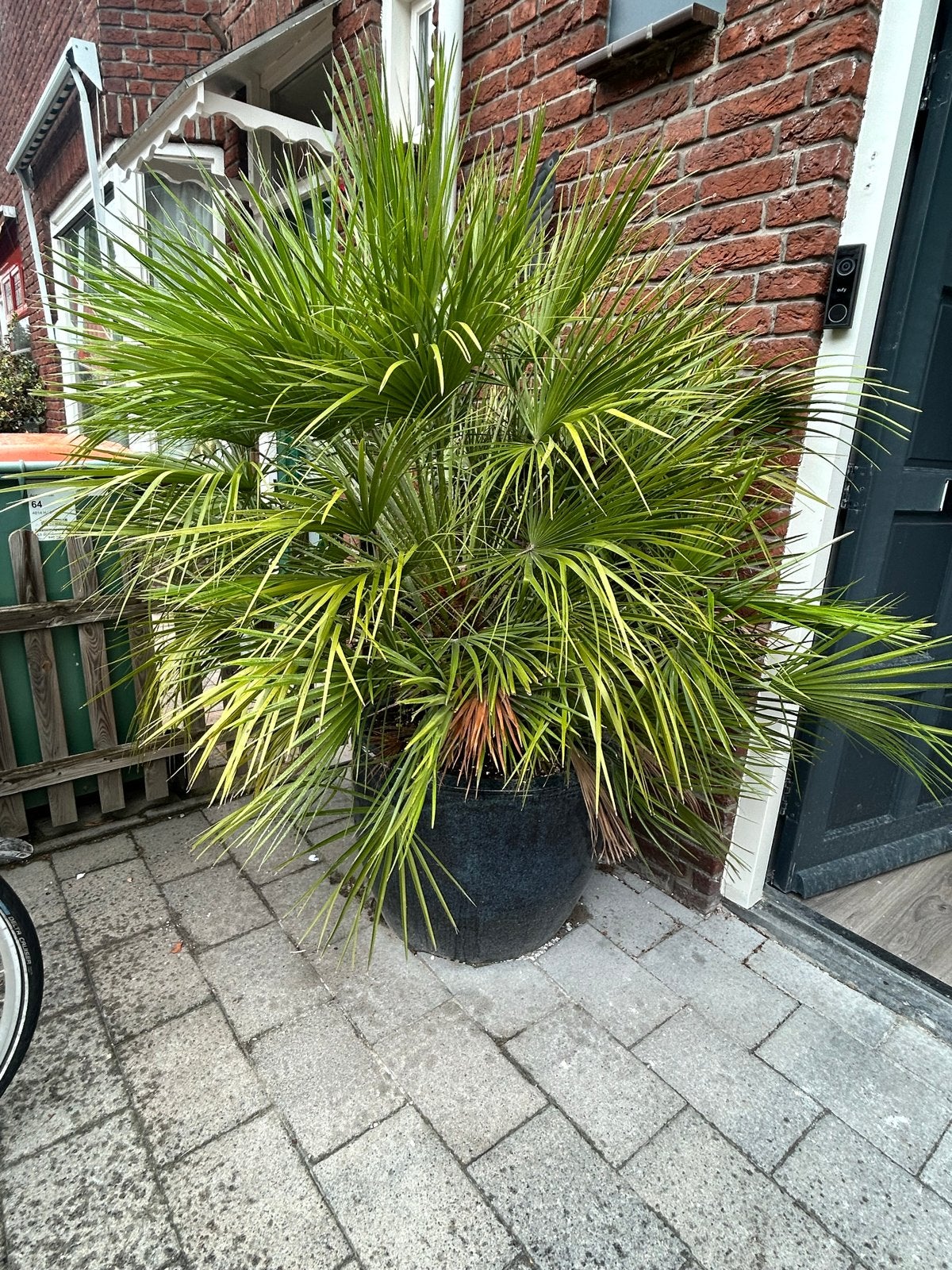 Grote palm in pot - Ophalen, Ophalen, 200 cm of meer, Palm, In pot