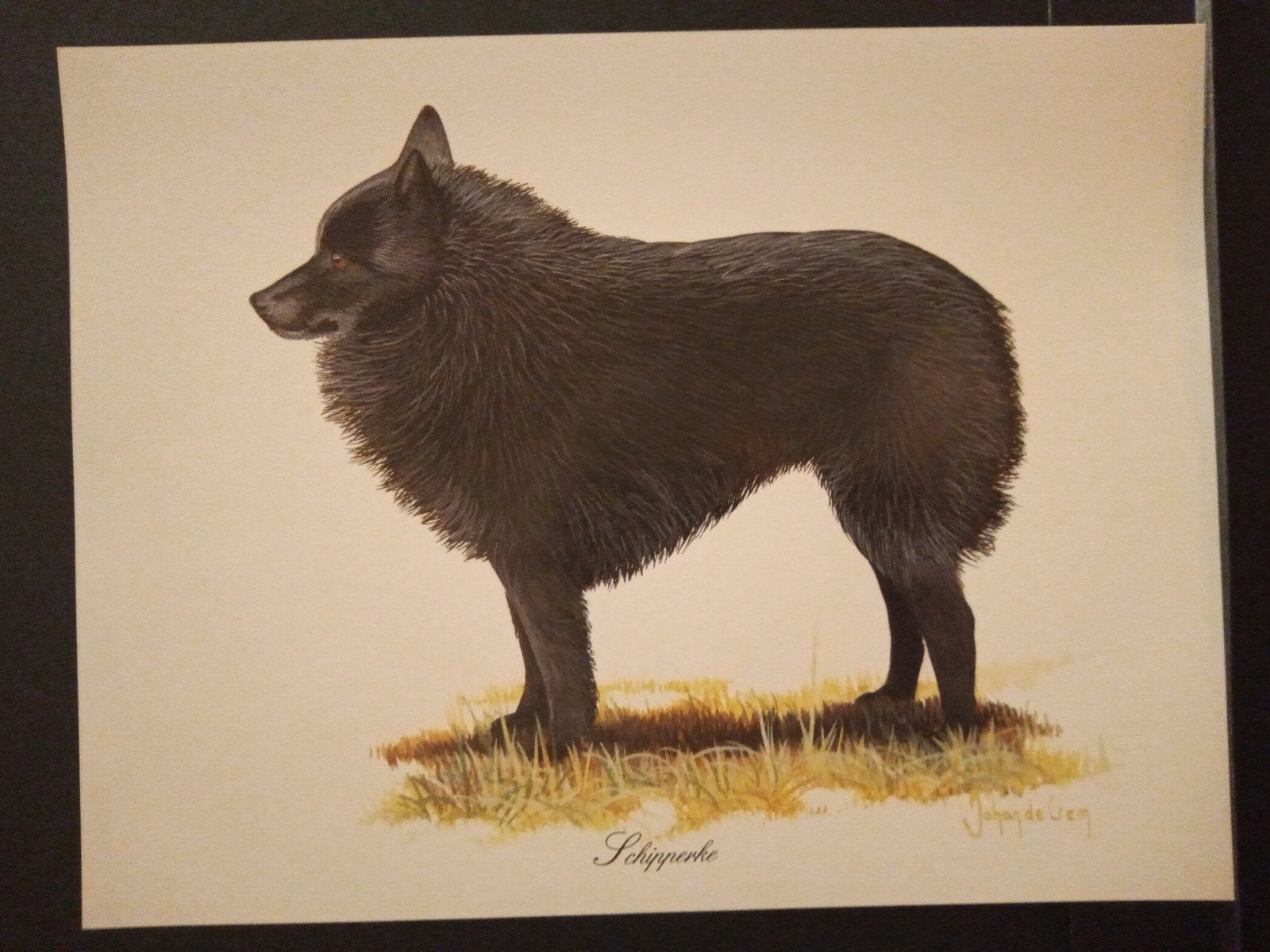 Schipperke - kunstprent - Johan de Crem tekenaar, Verzenden, 1980 tot heden, Zo goed als nieuw, Dier