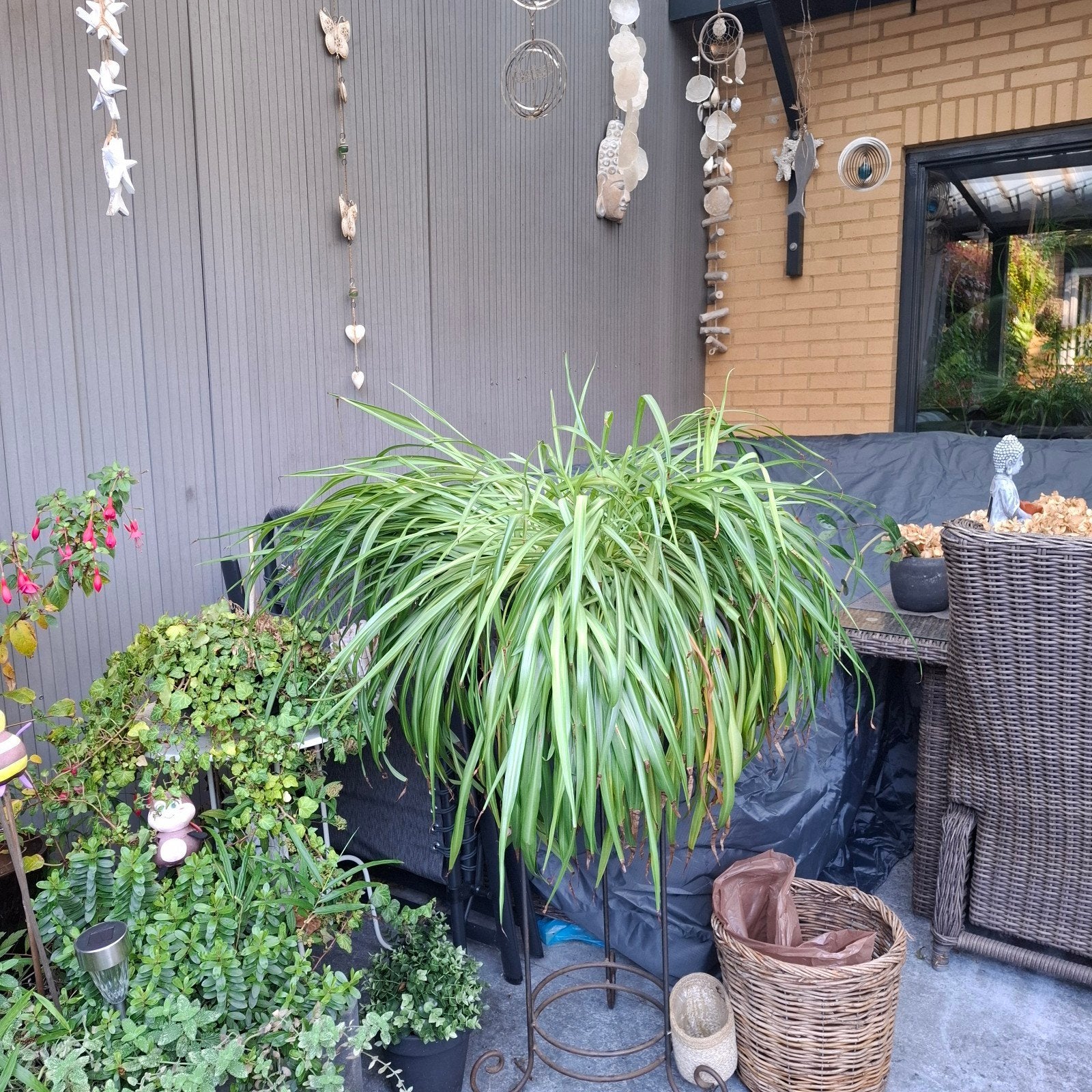 Grote Chlorophytum (graslelie) Ideaal voor binnen en buiten, Tuin en Terras, Vaste plant, Bloeit niet, Halfschaduw, Ophalen