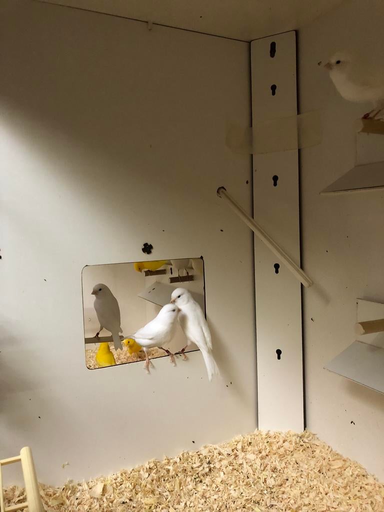 Witte kanaries, Dieren en Toebehoren, Vogels | Kanaries, Meerdere dieren, Kleurkanarie