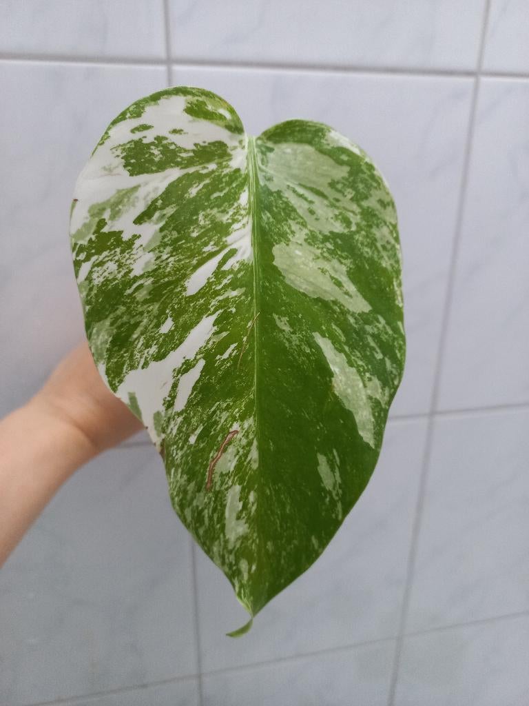 Monstera deliciosa Variegata "Albo" stekken, Huis en Inrichting, Kamerplanten, Ophalen, Overige soorten, Halfschaduw, Minder dan 100 cm