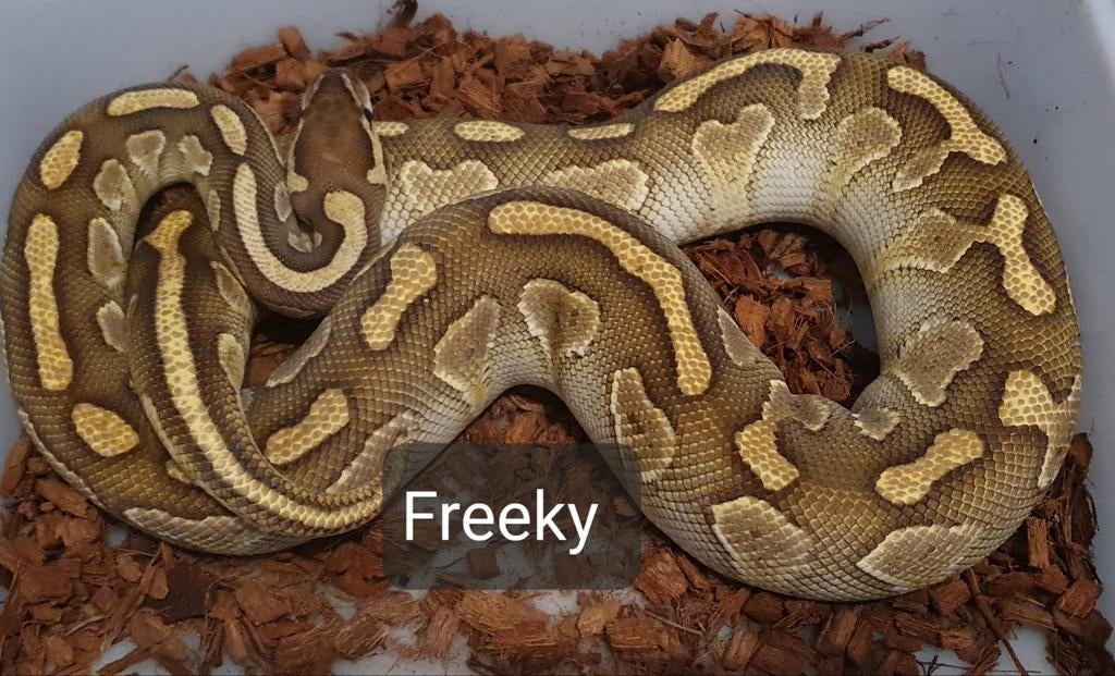 Ball pythons, koningspythons, python regio's morphs, Dieren en Toebehoren, Slang, 0 tot 2 jaar