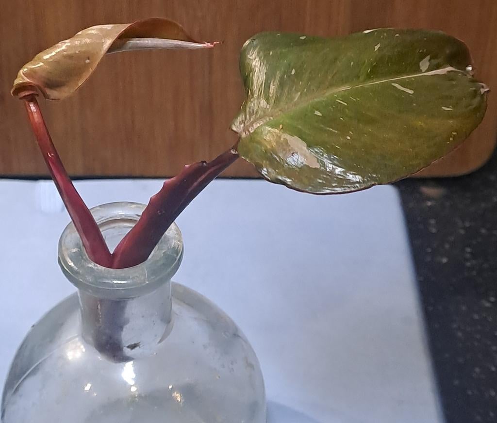 Philodendron Red Anderson, Huis en Inrichting, Kamerplanten, Ophalen of Verzenden, Halfschaduw, Minder dan 100 cm