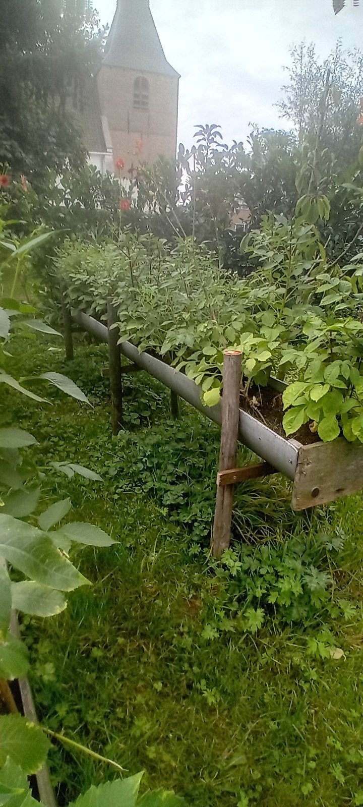 aardbeien of planten goot., Overige soorten, Minder dan 100 cm, Zomer, Ophalen