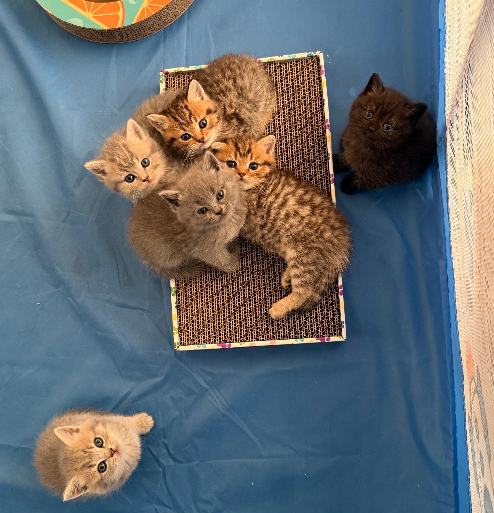 Britse kort &lang haar kittens, Meerdere dieren, Kortharig, 0 tot 2 jaar