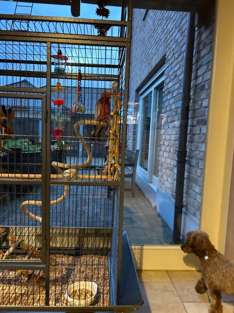 Rosé Kaketoe, Dieren en Toebehoren, Mannelijk, Papegaai, Tam