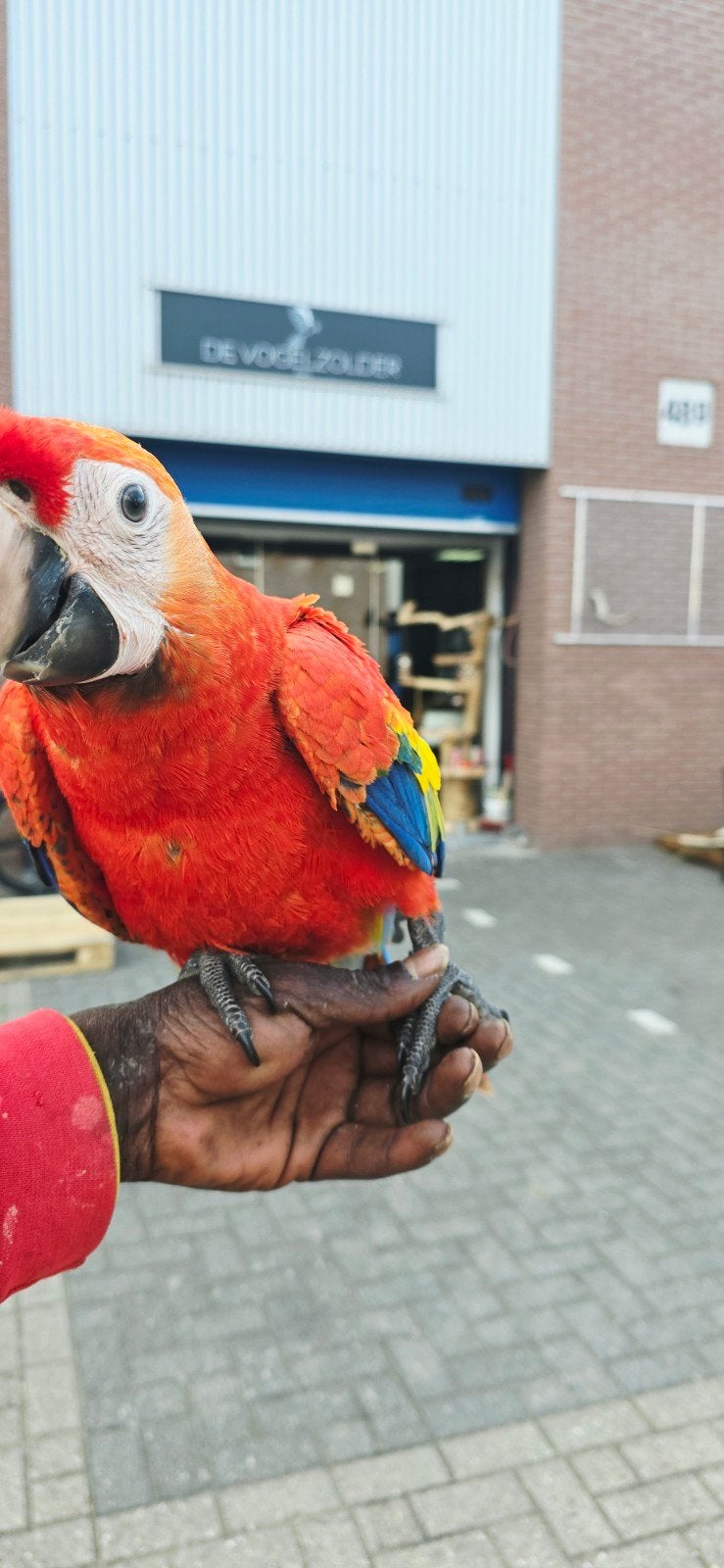 Geelvleugel ara / 2026 / Tam, Dieren en Toebehoren, Geslacht onbekend, Papegaai, Tam
