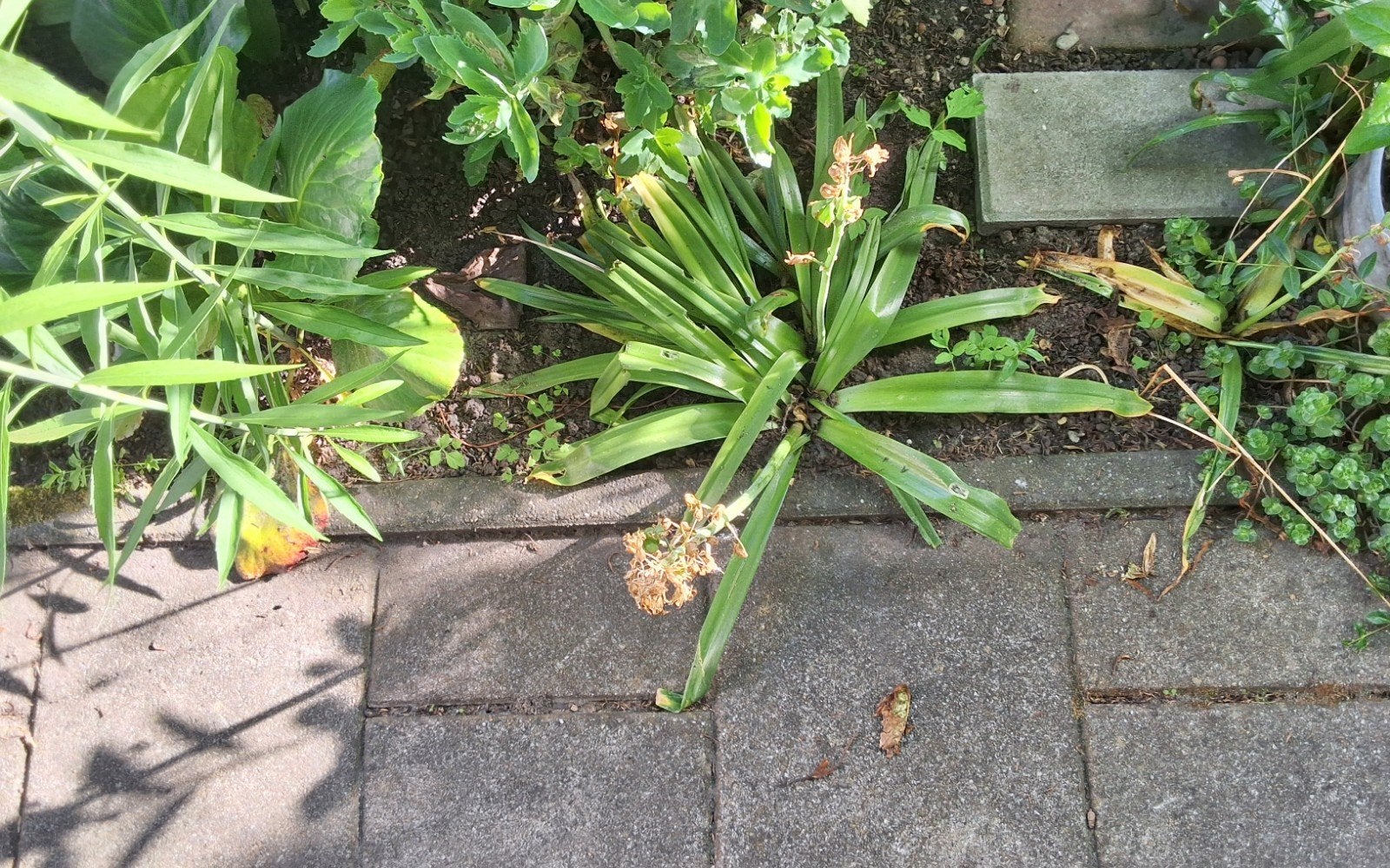 Hyacintenbolletjes, Ophalen, Overige soorten, Volle zon