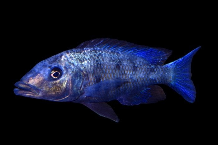 Malawi Cichliden: Fossorochromis rostratus, Vis, Zoetwatervis