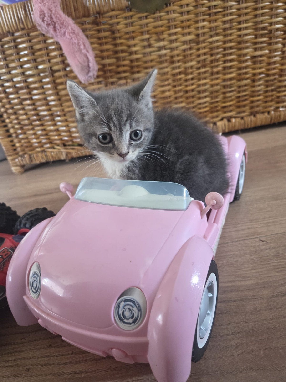 Ragdoll x Blauwe Rus kitten, Dieren en Toebehoren