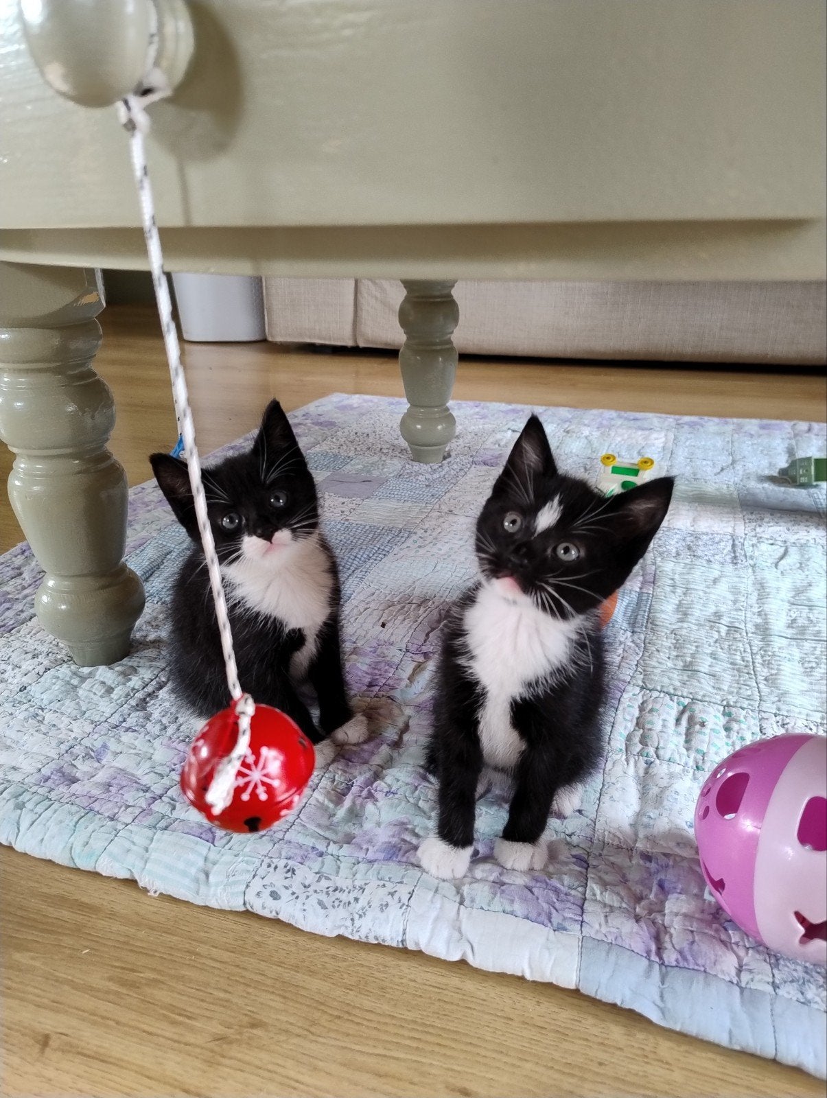 lieve kittens mogen vanaf 31 juli hun nestje verlaten, Meerdere dieren