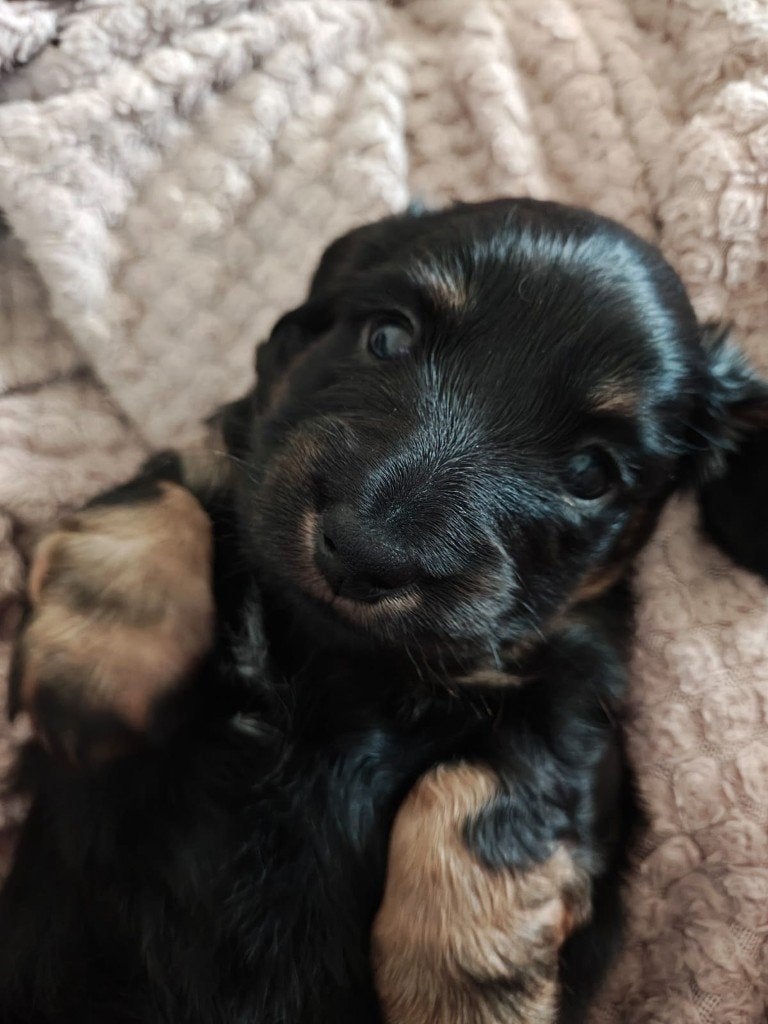 Langharige dwergteckel pups - Teefjes, Parvo, 8 tot 15 weken, Dwerg, Langhaar