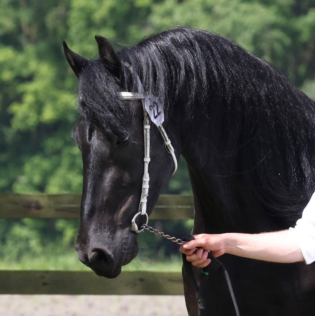 Friese stermerrie, Merrie, Met stamboom, 3 tot 6 jaar, 160 tot 165 cm
