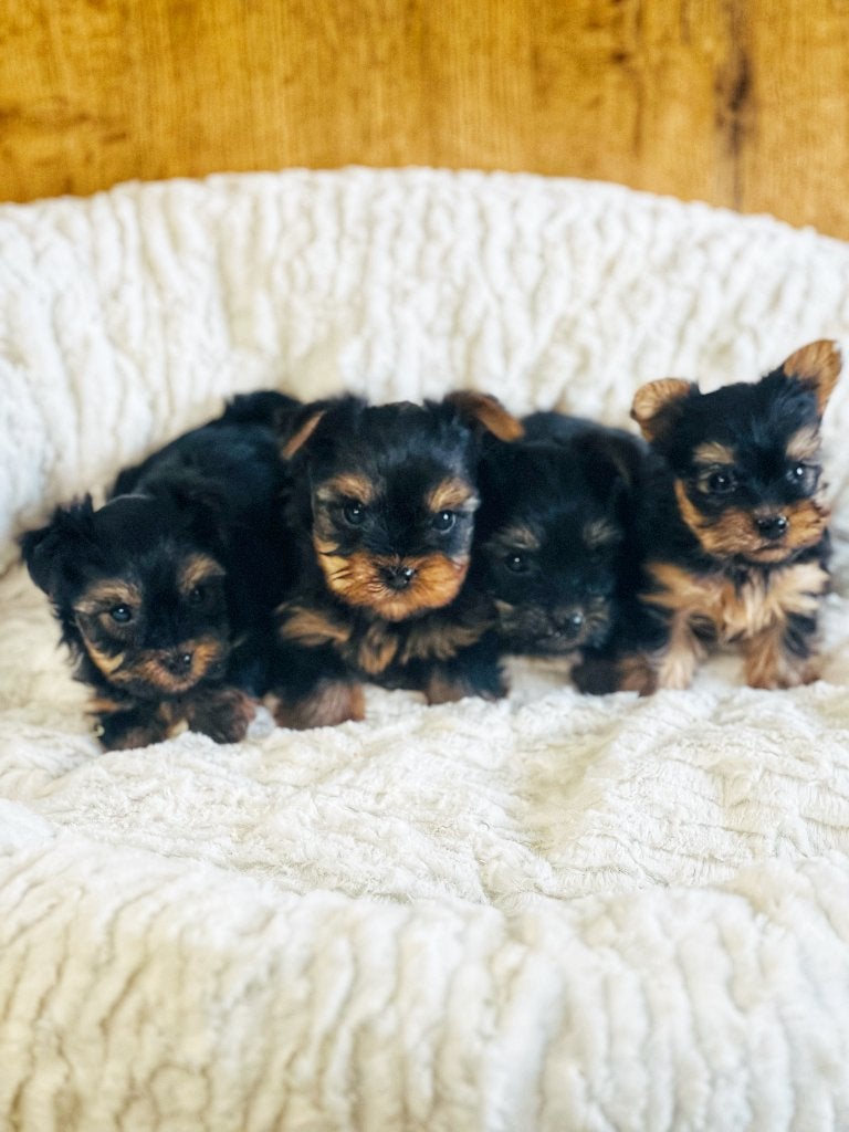Bij ons geboren mini yorkshire pupjes!!, België, 8 tot 15 weken, Meerdere, Meerdere dieren