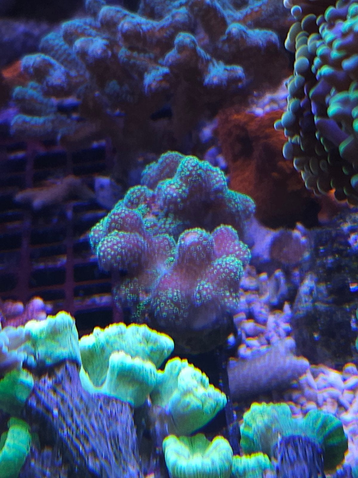 Zee aquarium korallen, Dieren en Toebehoren, Vis