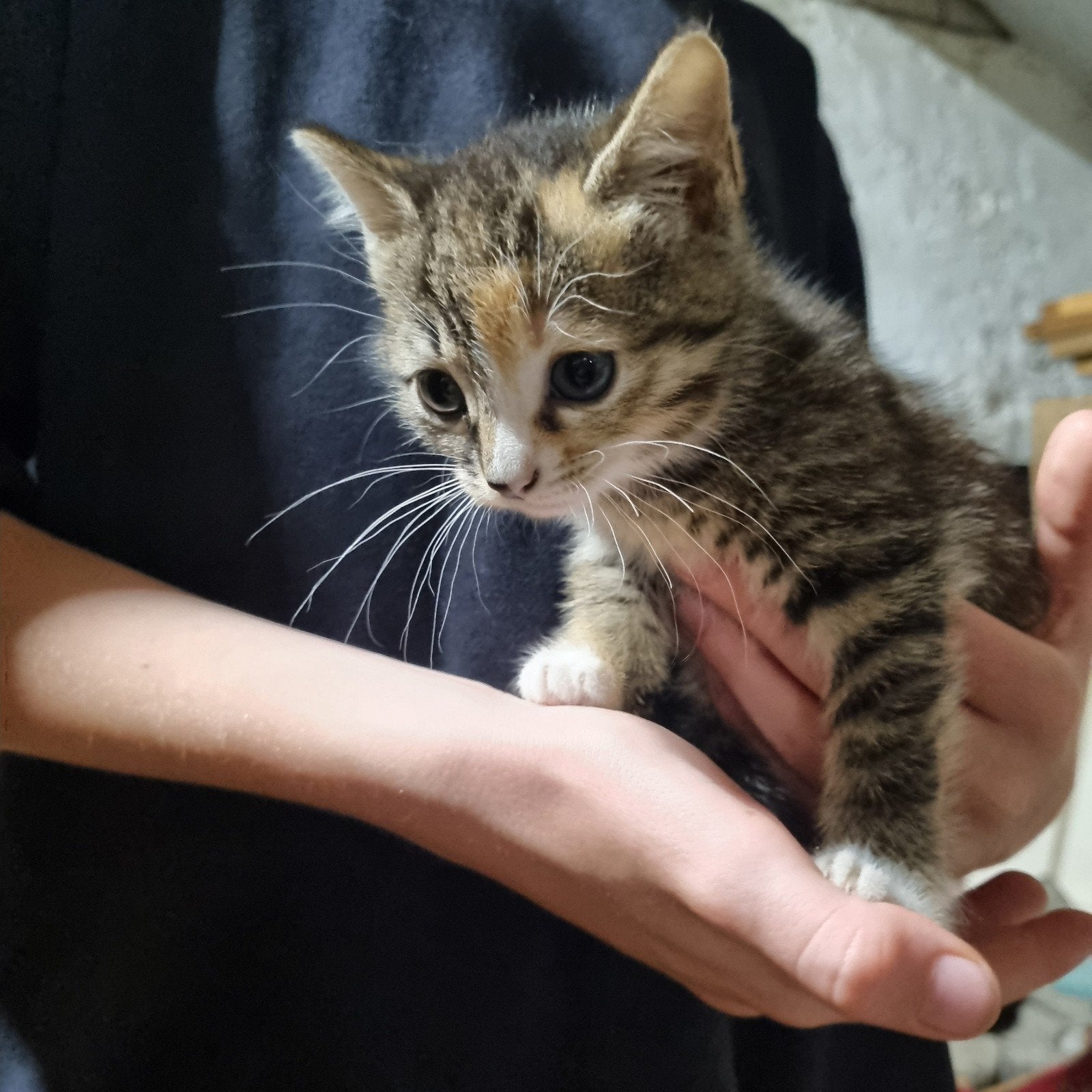 Kittens, 1 lapjeskat en 2 oranje/witte katertjes, Meerdere dieren